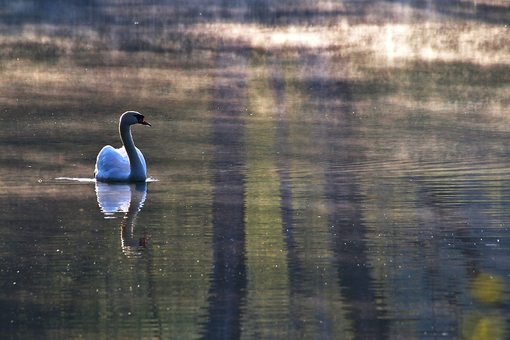 Schwan am Morgen