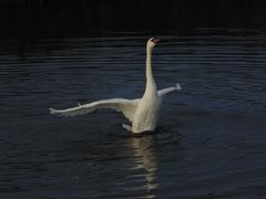 Schwan am Morgen