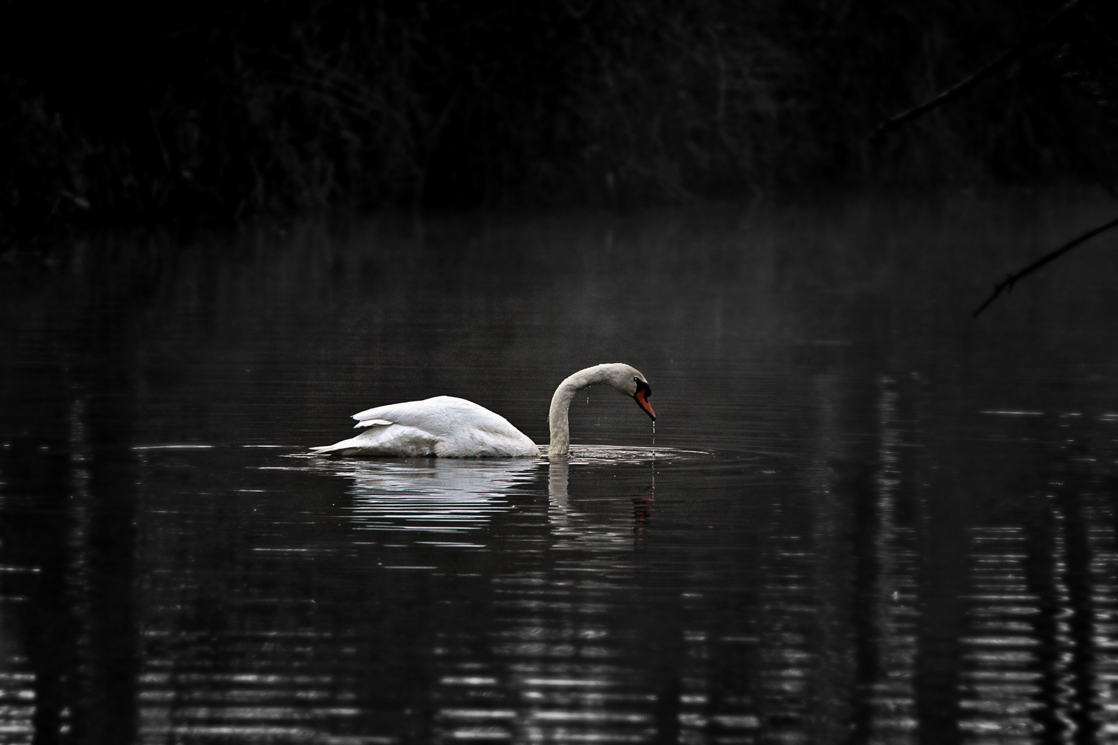 Schwan am Morgen