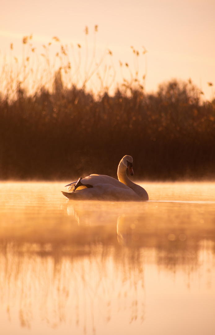 Schwan am Morgen