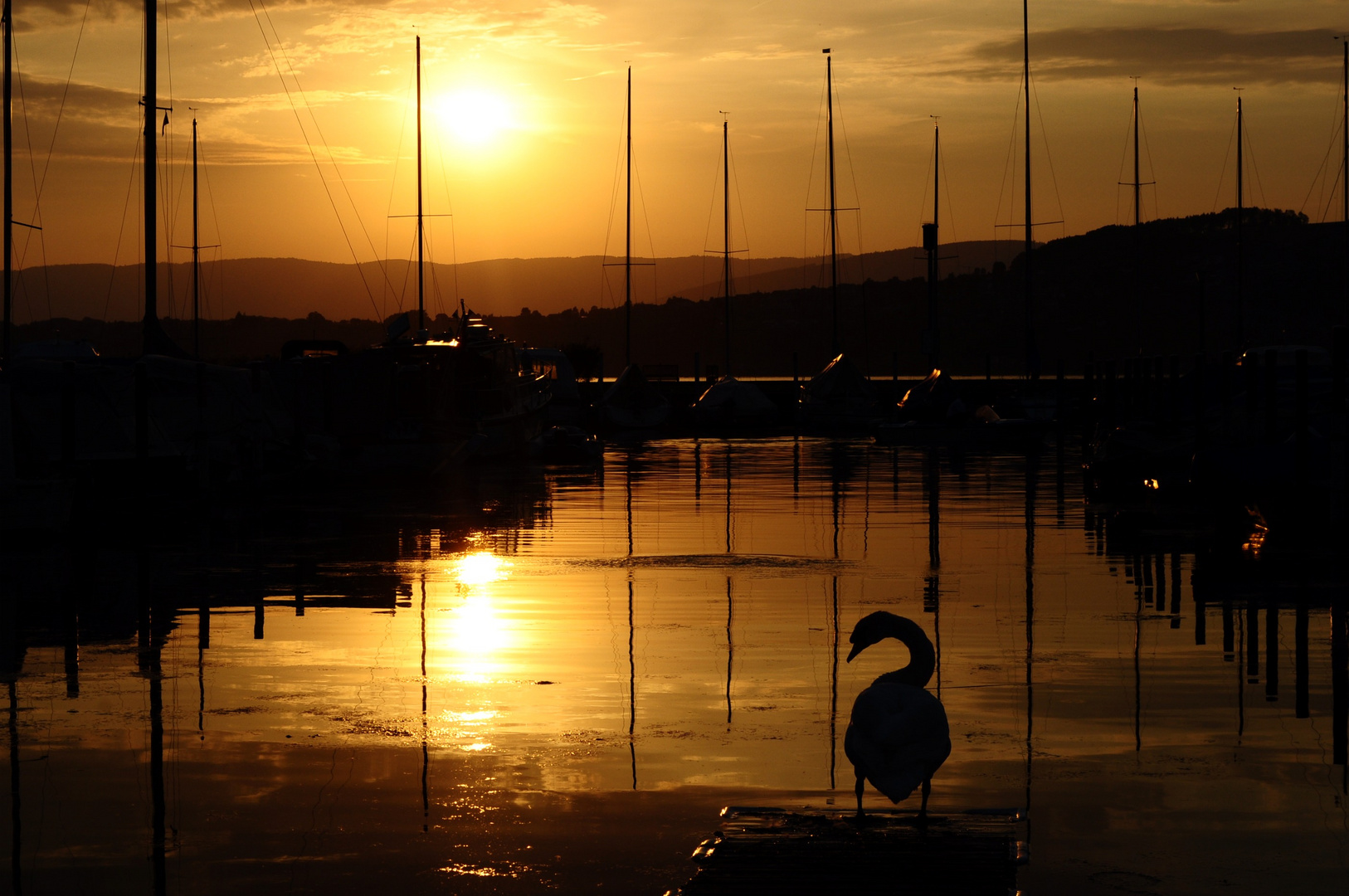 Schwan am Murtensee.