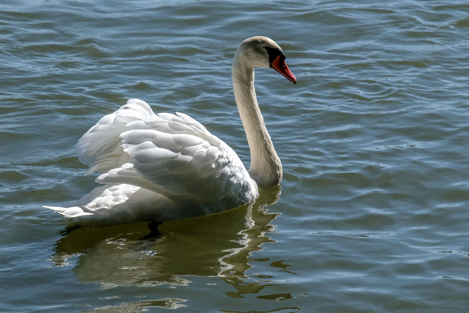 Schwan am Nachmittag.