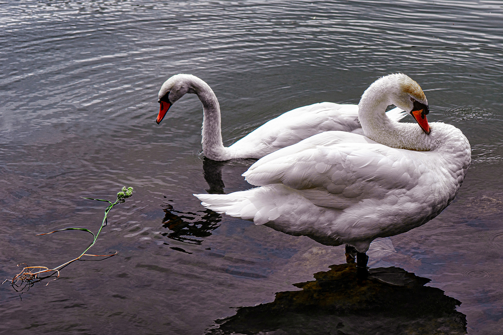 Schwan am Neckar