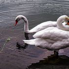 Schwan am Neckar