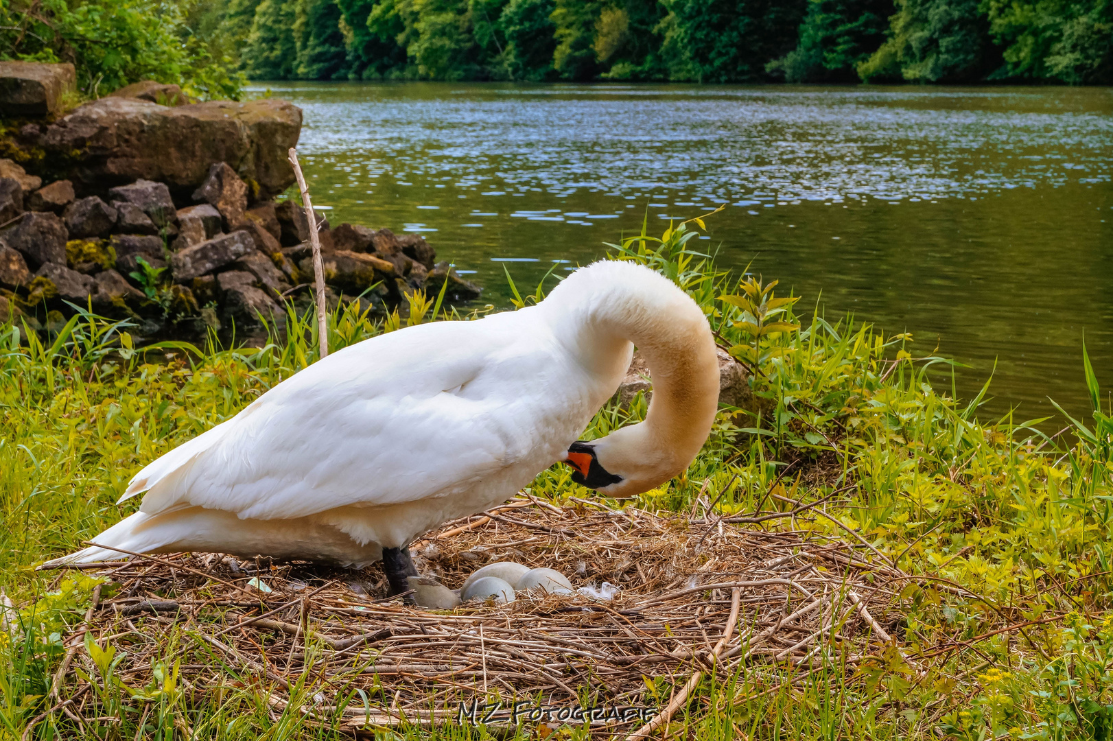 Schwan am Neckar