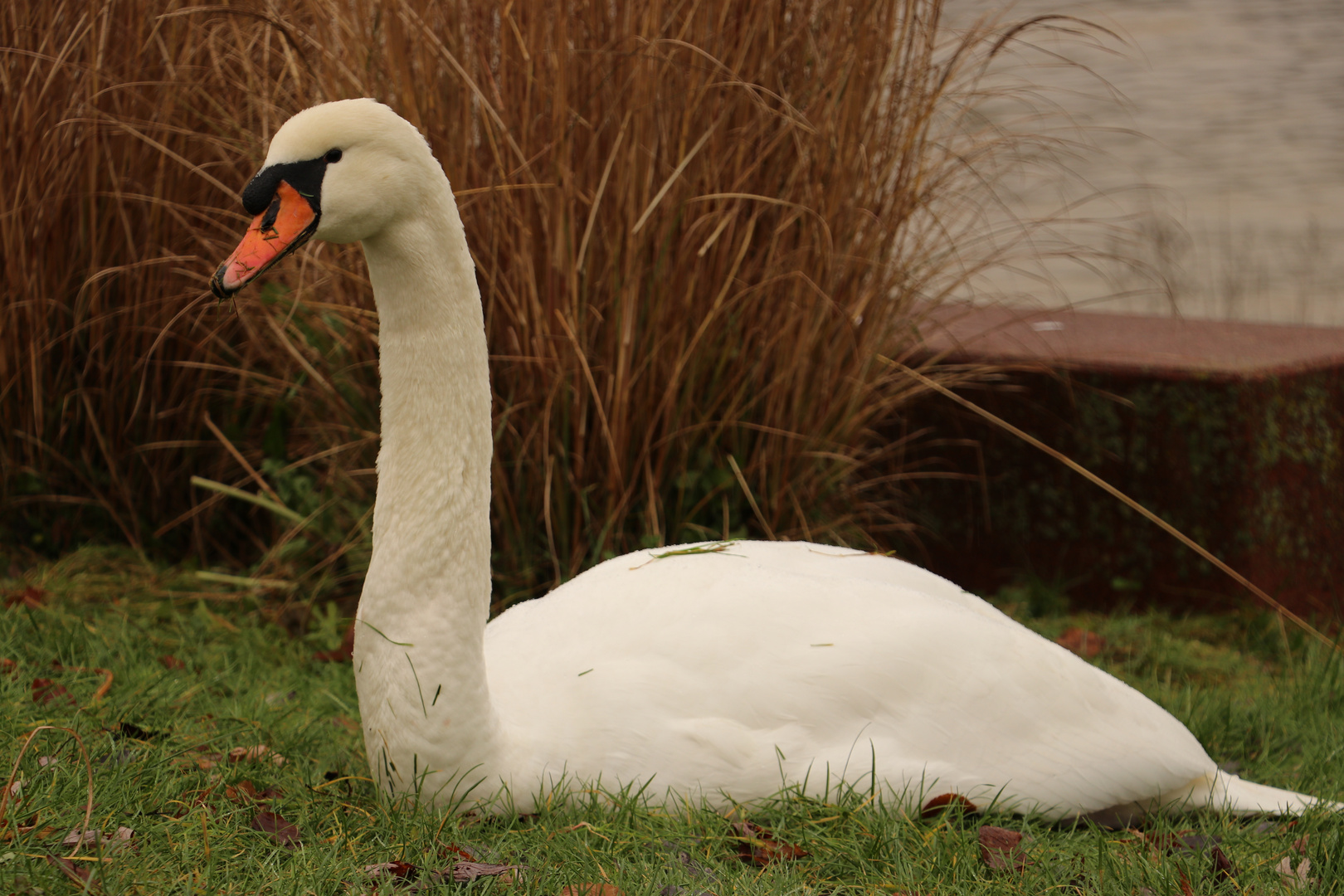 Schwan am Neckar