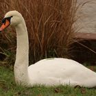 Schwan am Neckar