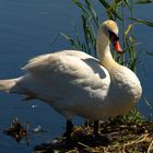 Schwan am Nest