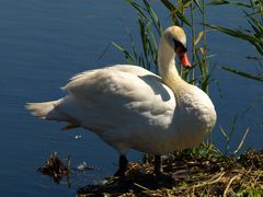 Schwan am Nest