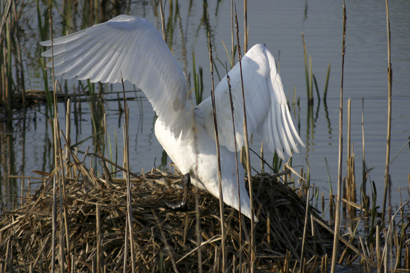 Schwan am Nest