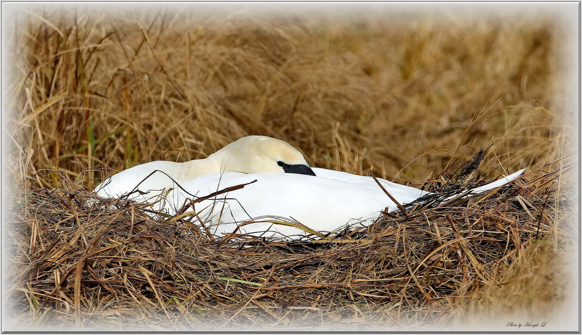 Schwan am Nest