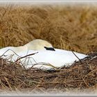 Schwan am Nest