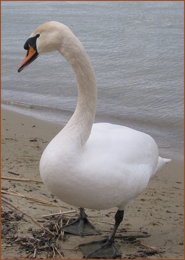 Schwan am Neuenburgersee