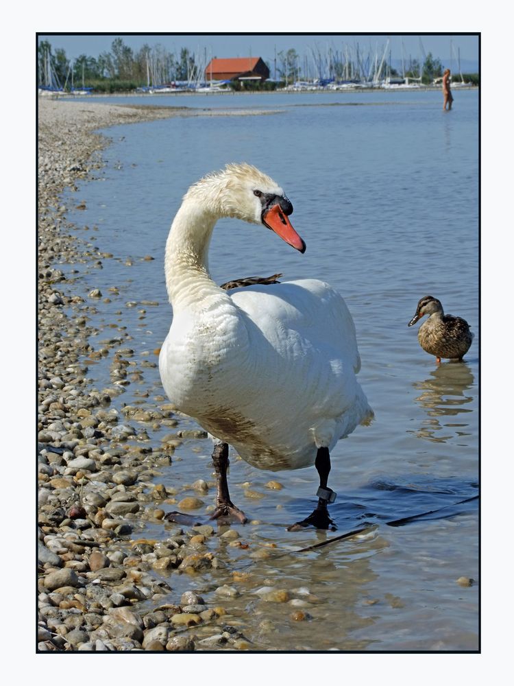 Schwan (am Neusiedlersee)