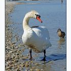 Schwan (am Neusiedlersee)