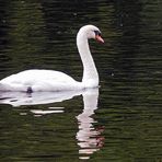 Schwan am NSG Beversee