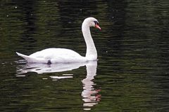 Schwan am NSG Beversee