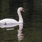 Schwan am NSG Beversee - RAW-Entwicklung mit DXO wegen ausgebrannter Lichter