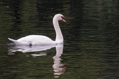 Schwan am NSG Beversee - RAW-Entwicklung mit DXO wegen ausgebrannter Lichter