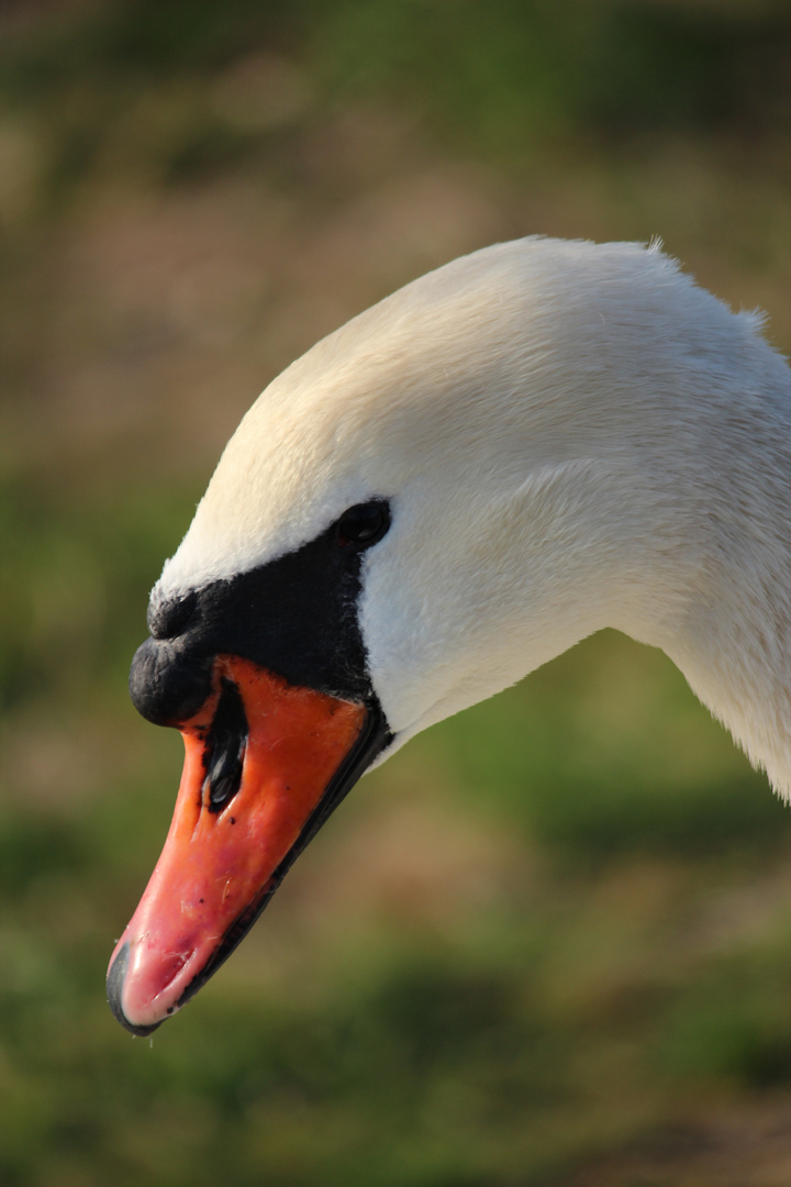 Schwan am Oberrhein