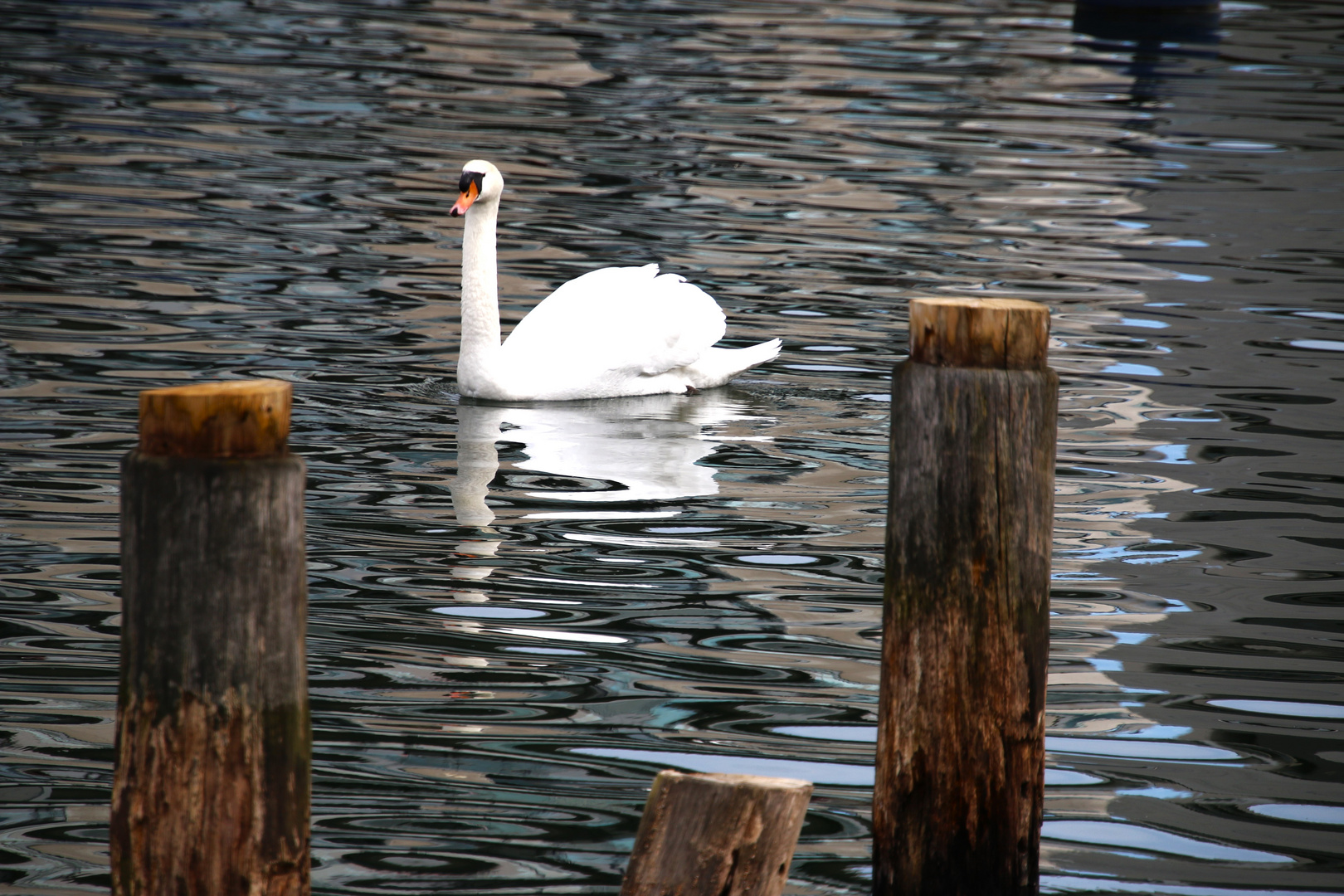 Schwan am Phönixsee