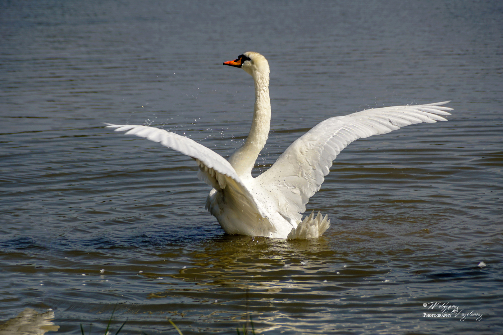 Schwan am Plothener Teich Foto & Bild urlaub, teich, natur Bilder auf