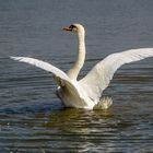 Schwan am Plothener Teich