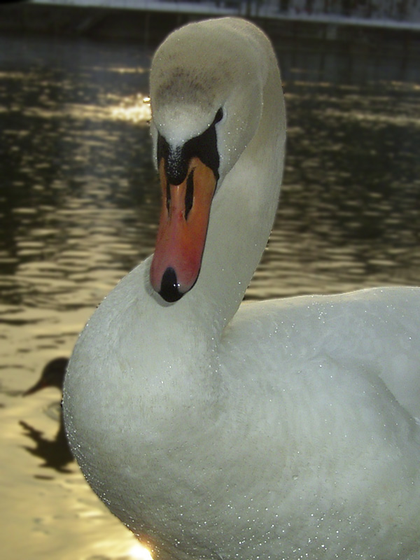 schwan am rhein