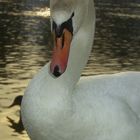 schwan am rhein