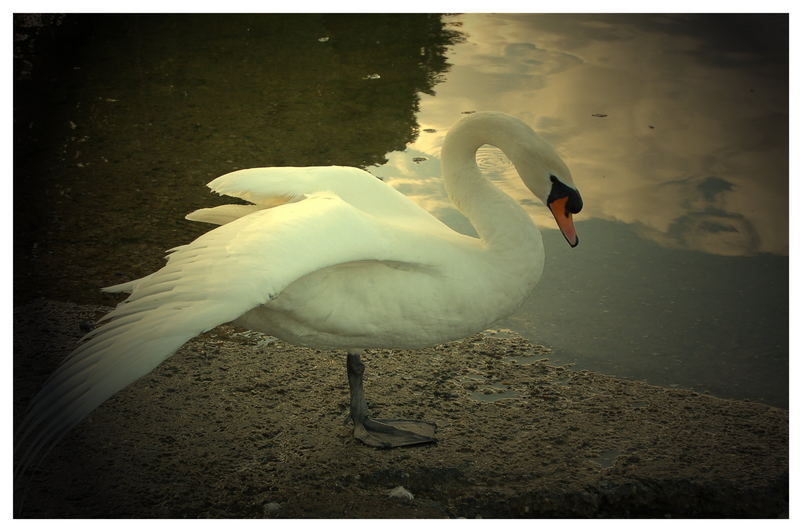 Schwan am Rhein