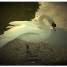 Schwan am Rhein