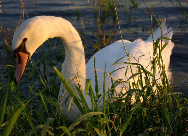 Schwan am Rheinufer