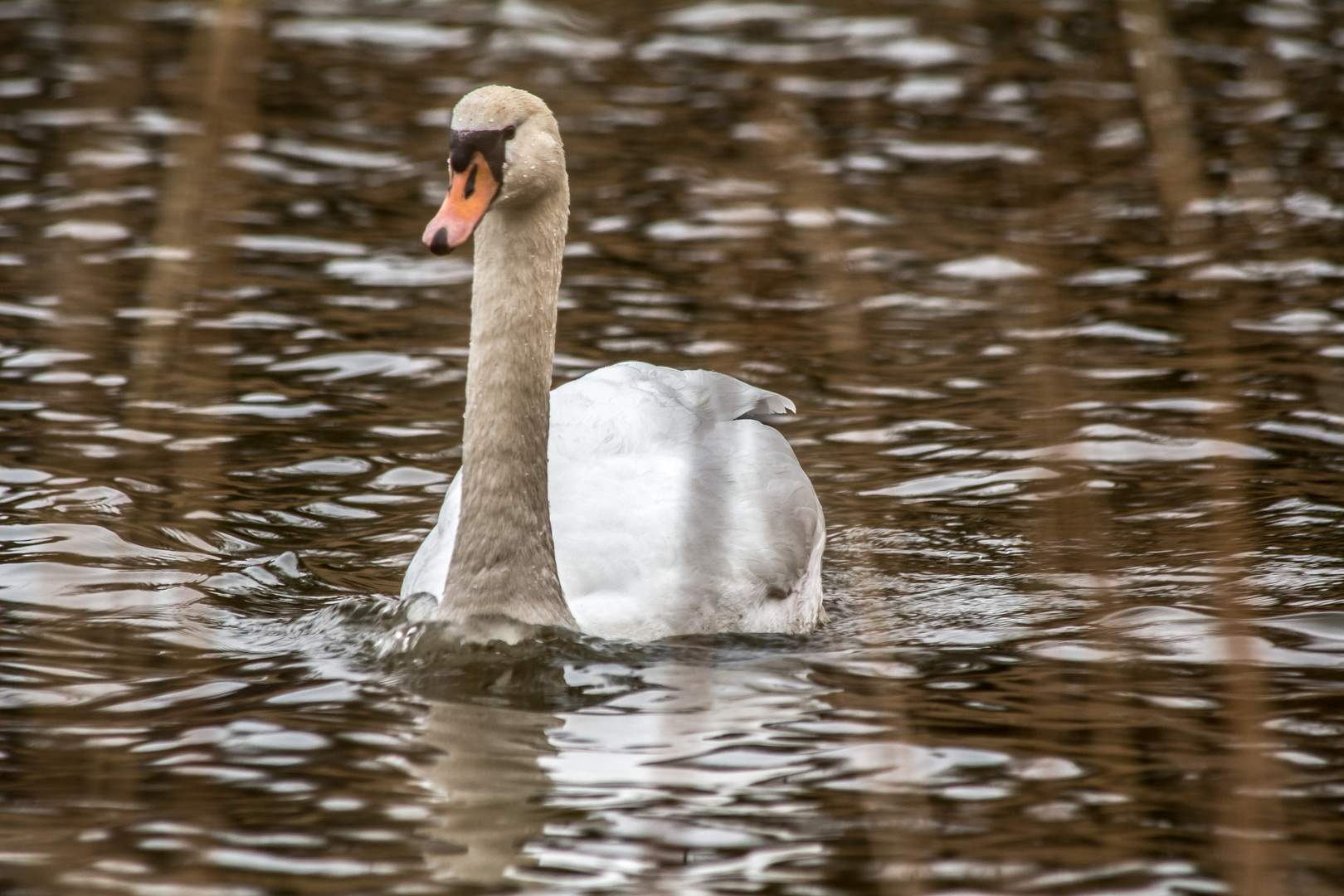 Schwan am Rothsee