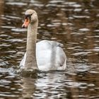 Schwan am Rothsee