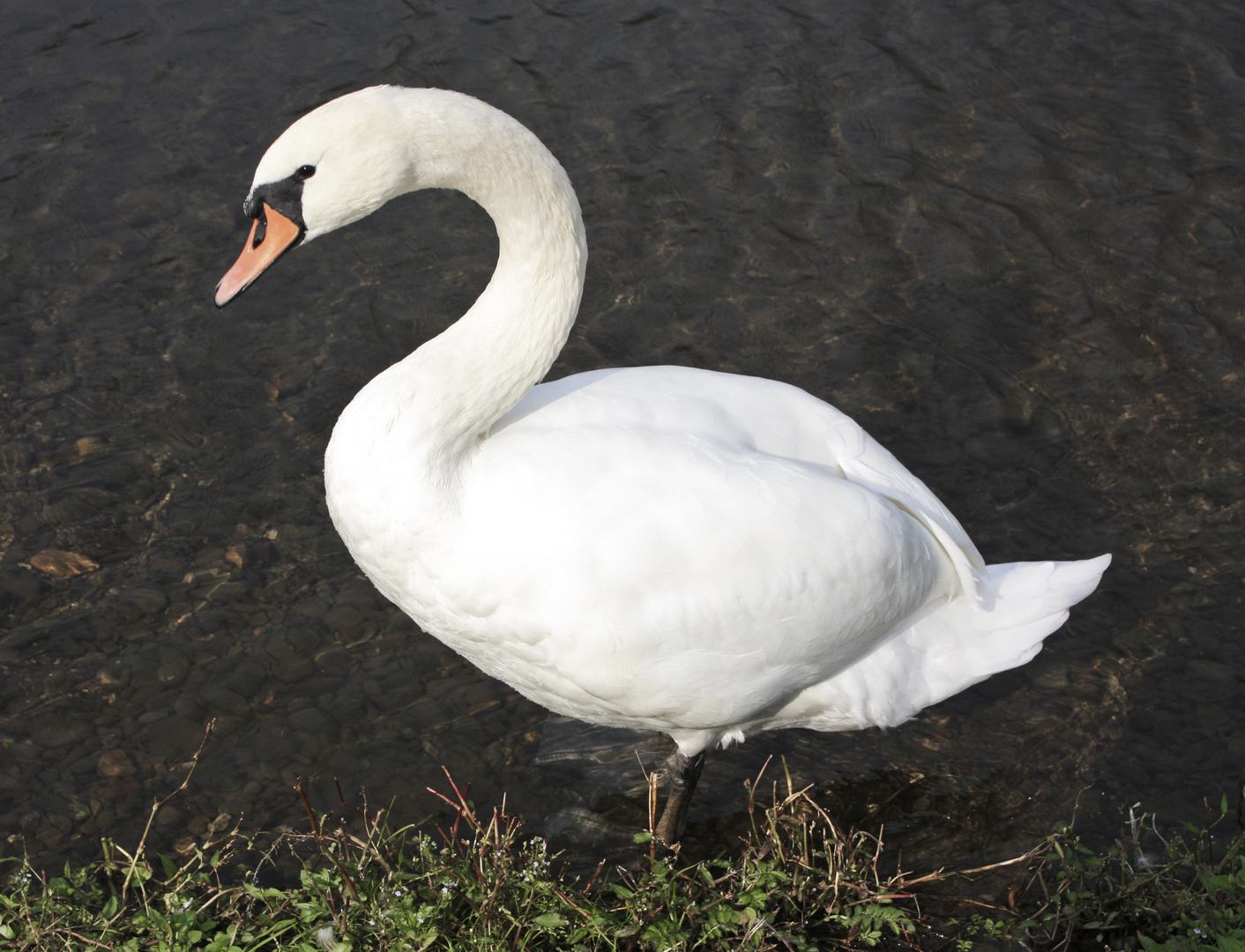 Schwan am Ruhrtal-Radweg 2011