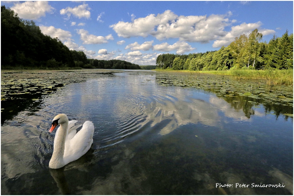 Schwan am Sawicasee