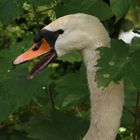 Schwan am Schloss Lüntenbeck