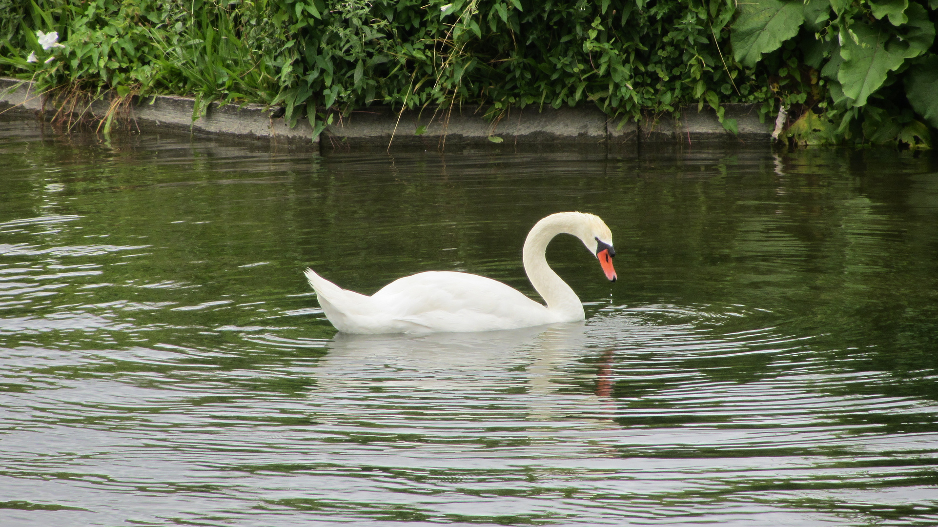 Schwan am Schloss Nymphenburg