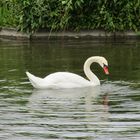 Schwan am Schloss Nymphenburg