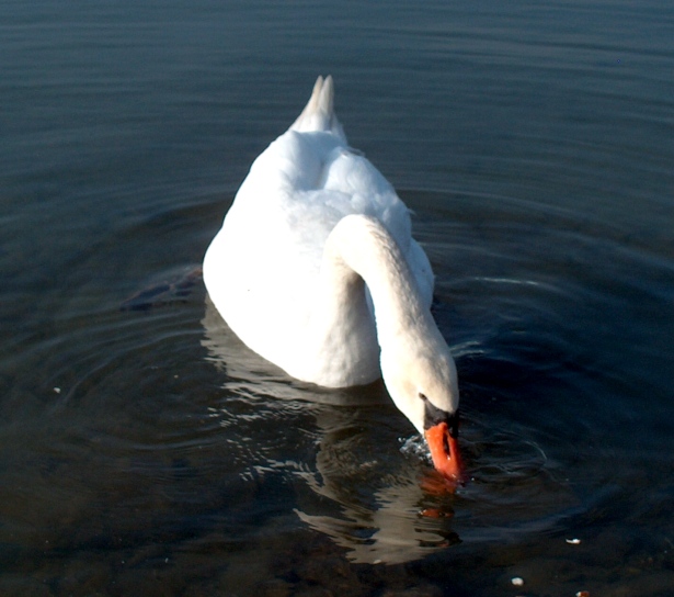 Schwan am Schmausen!!