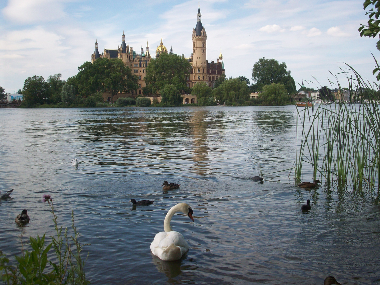 Schwan am Schweriner Schloss