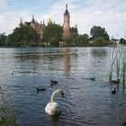 Schwan am Schweriner Schloss