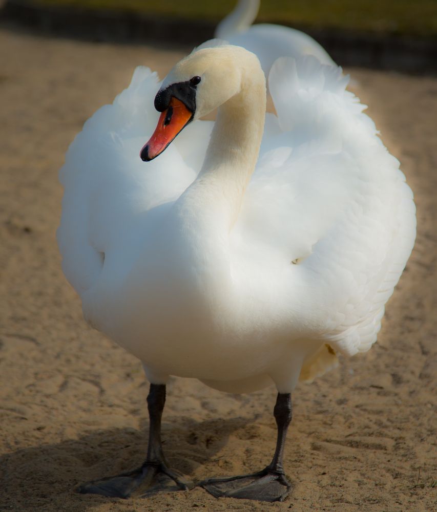 Schwan am Schweriner See