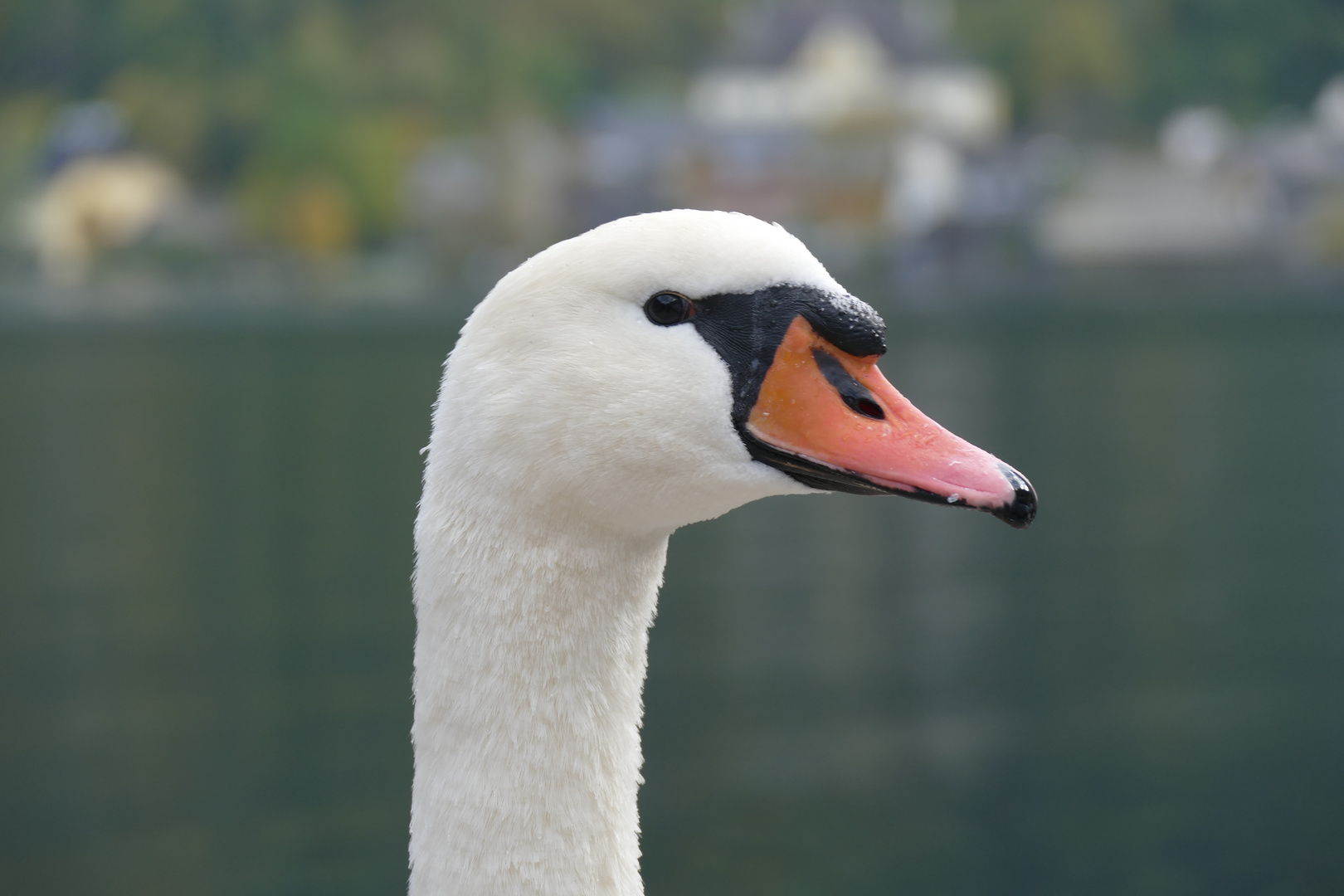 Schwan am See