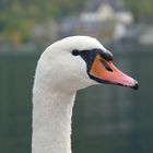 Schwan am See