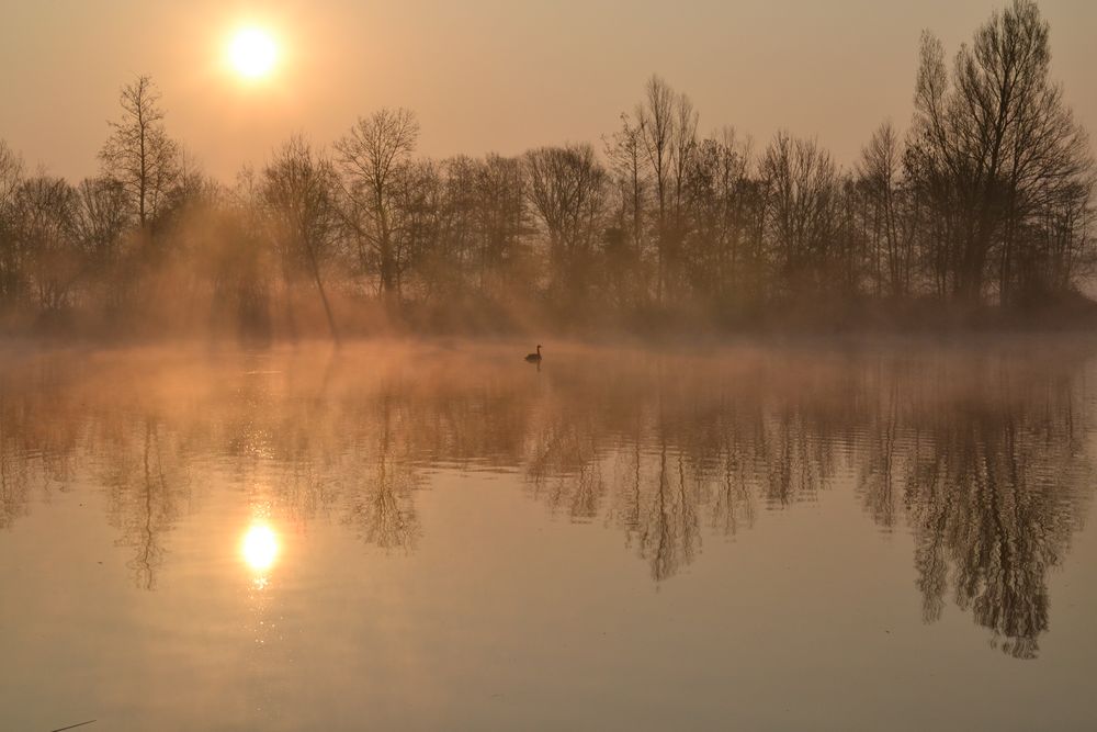 Schwan am See (2)