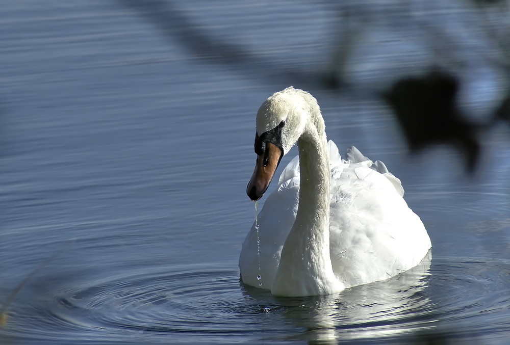 Schwan am See