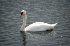 Schwan am See