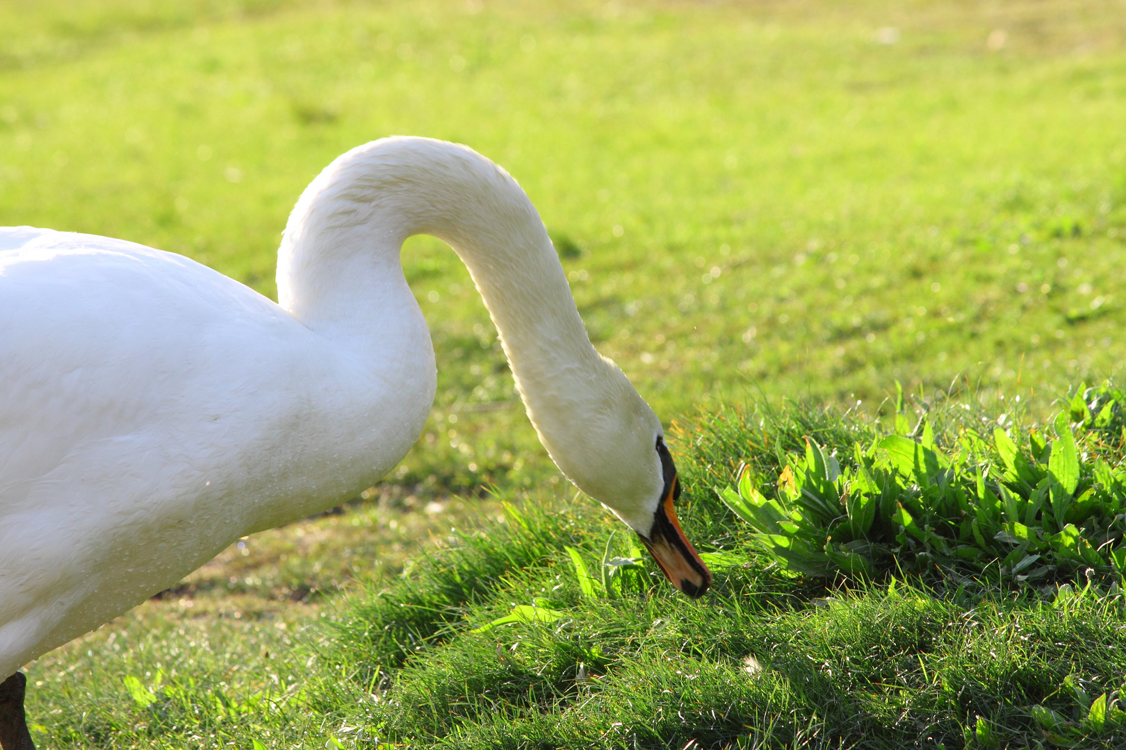 Schwan am See