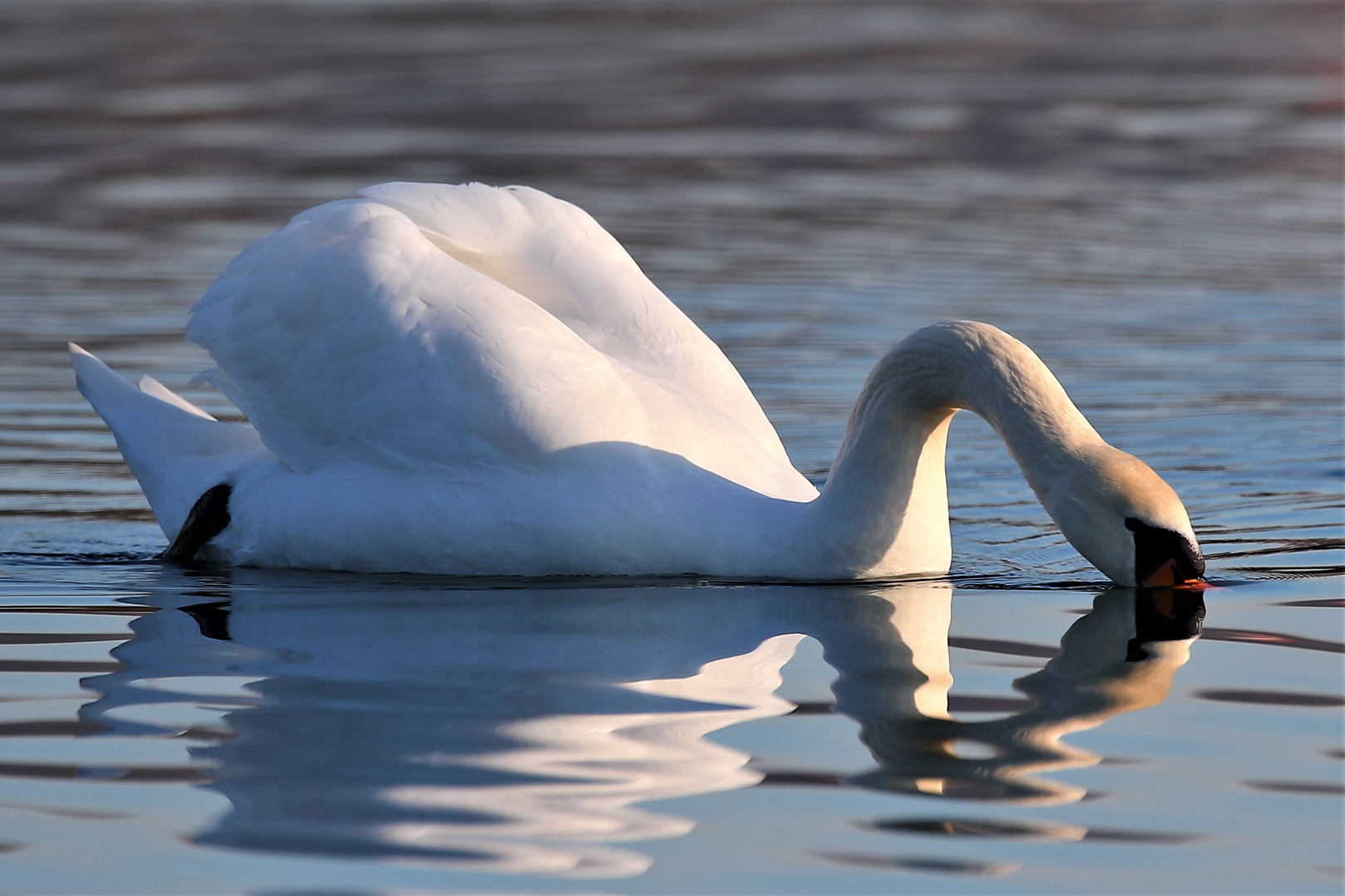 Schwan am See